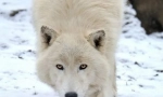 Polar wolf