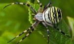 Brunnich spider