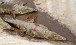 O jumătate de duzină de crocodili au scăpat din ferma din africa de sud