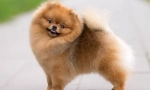 Pomeranian spitz
