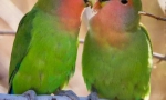 Papagalii sunt iubiți