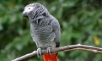 Parrot jaco, descriere, subspecii, îngrijire și conținut, prețul