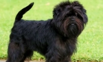 Affencerea de rasă: câine barbă din germania (foto)