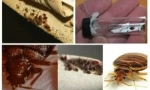 Pregătirea agran de la bedbugs și alte insecte