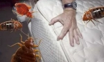 Drug averfos de la bedbugs și alte insecte