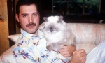 Flufy muze: fapte despre pisicile de oameni celebri