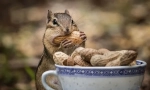 Dieta chipmunk în natură și acasă