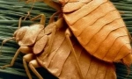 Cresterea si ciclul de viata de bedbugs