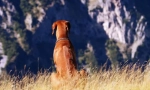 Rhodesian ridgeback (foto): hunter lustful și watchman îndrăzneț