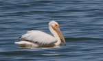 Roz pelican