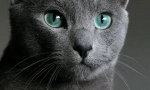 Cat albastru rus (fotografii): frumusețe reținută cu ochii verzi