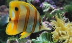 Butterfly fish cupru