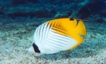 Butterfly fish