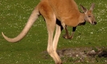 Red kangaroo