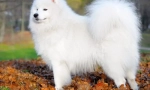 Samoyed laika (foto) - prieten loial și o taxă de energie pozitivă