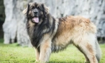 Cele mai mari rase de câini din lume