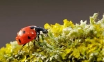 Cele mai utile insecte: top 10 cu fotografii