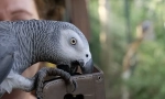 Cel mai inteligent parrot din lume alex, top 10 rase inteligente