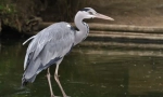 Gri heron
