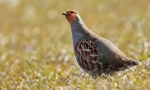 Gri partridge