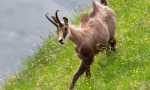 Chamois