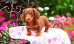 Puppies dachshunds (foto): câine scăzută cu inteligență ridicată și farmec