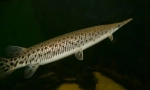 Panciire pike