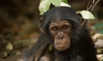 Chimpanzees - vărul uman