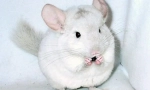 Chinchilla