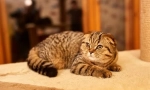 Scottish fold cat (fold scoțian)