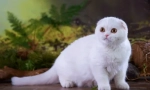 Scottish fold cat - standard de rasă, caracter, caracteristici de conținut