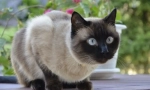 Pisica siamese
