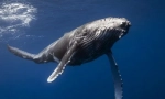 Balenă albastră