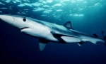 Blue shark