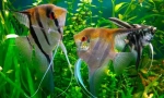 Scalaria (pterophylum sccalare)