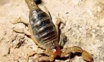 Scorpionii în casă