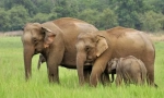 Elefant indian (elefant asiatic)