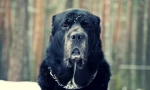 Câine alabi (foto): temperament bun sub aspectul teribil
