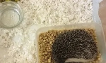 Hedgehog și îngrijire la domiciliu