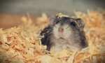 Conținutul și îngrijirea hamsterilor la domiciliu