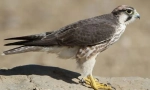 Falcon mediteranean