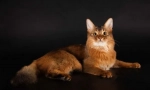 Somali cat (somalia)