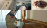 Instrument de sinusan de la bedbugs și alte insecte
