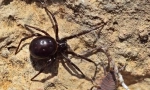 Steatoda este mare