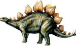 Stegosaur
