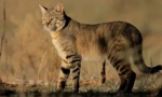 Steppe cat: caracteristici de tip