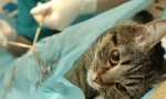 Sterilizarea pisicii