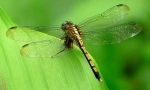 Dragonfly emerald hayna