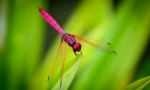 Dragonfly pink