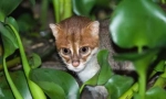 Sumatran cat: frumusețe miniaturală thailandeză